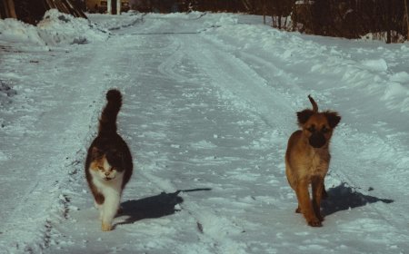 🐾 Zwierzęta domowe – jak wybrać idealnego pupila i zadbać o jego dobrostan